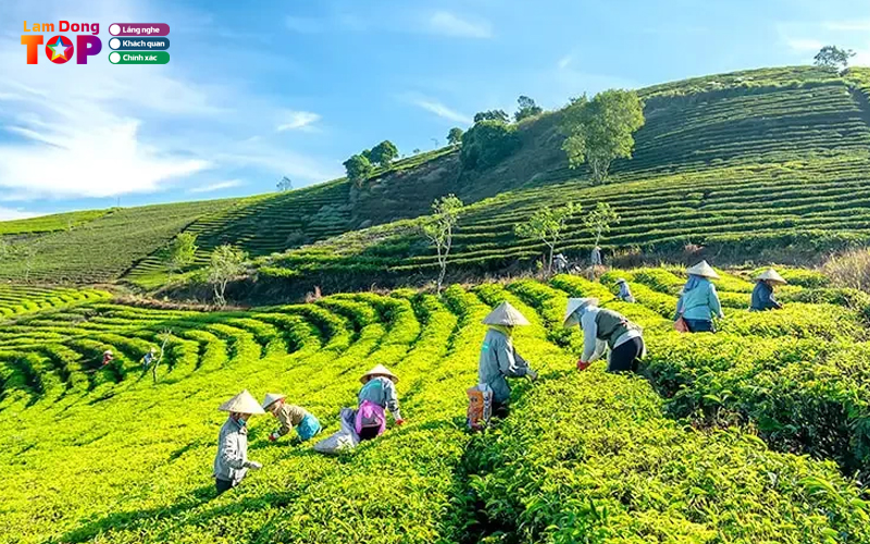 Doi-che-cau-dat-ban-giao-huong-xanh-giua-long-da-lat-1