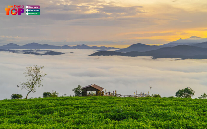 Doi-che-cau-dat-ban-giao-huong-xanh-giua-long-da-lat-3