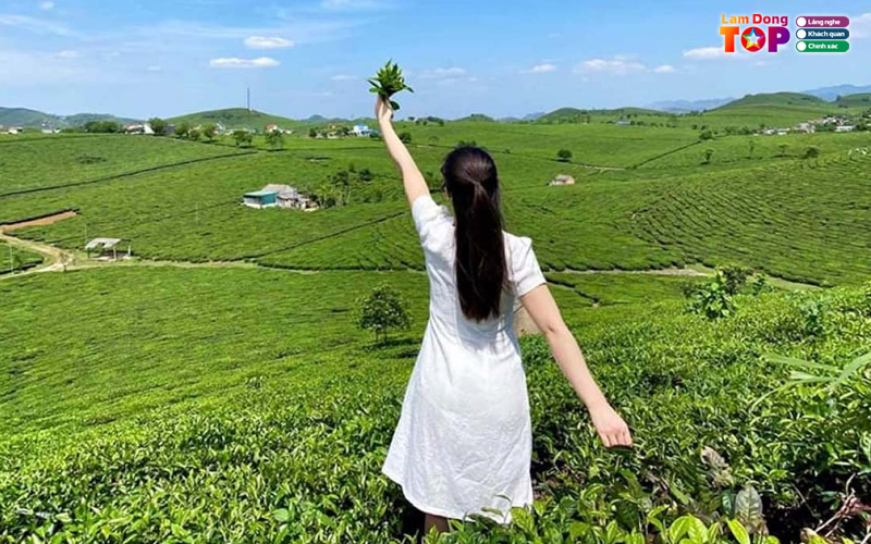 Doi-che-cau-dat-ban-giao-huong-xanh-giua-long-da-lat-6