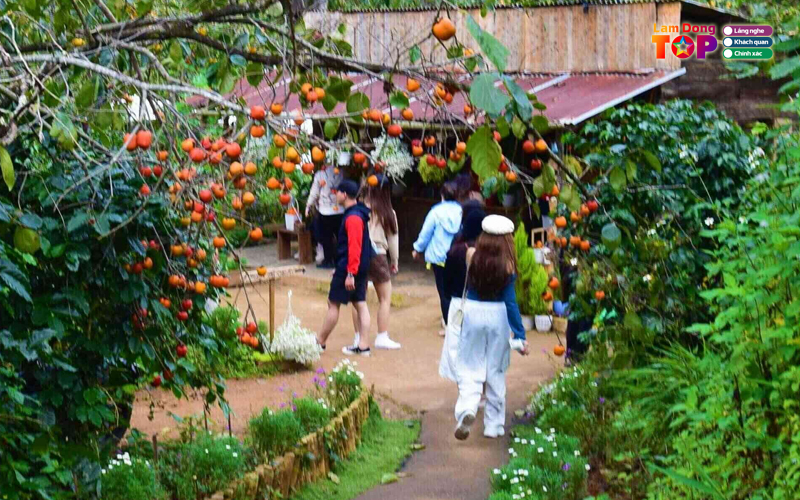 Bao-tien-mot-mo-binh-yen-lamdongtoplist