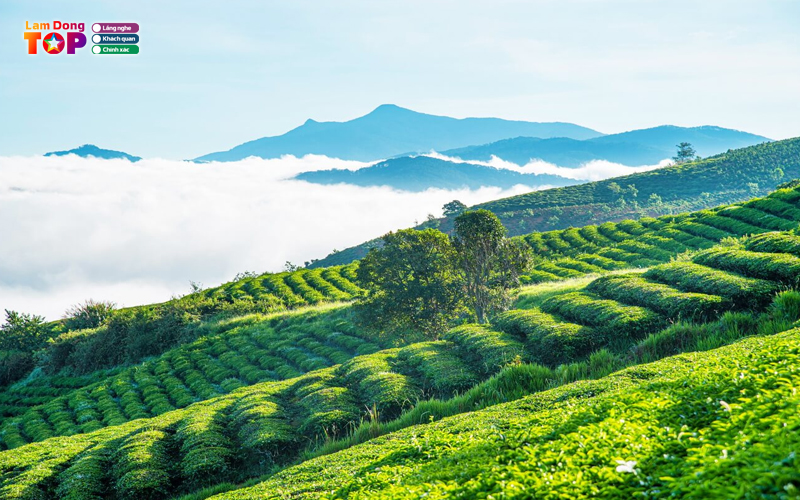 Doi-che-tam-chau-lamdongtoplist