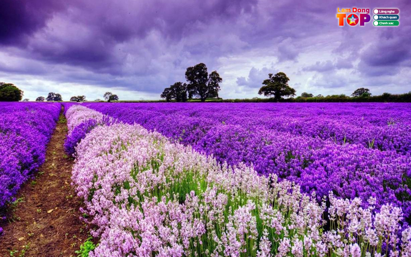 Lang-hoa-van-thanh-da-lat-2