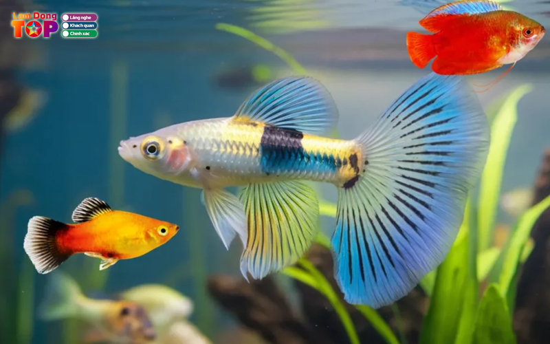 Tiem-ca-canh-guppy-lamdongtoplist
