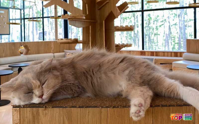 Pawsome-haven-da-lat-1