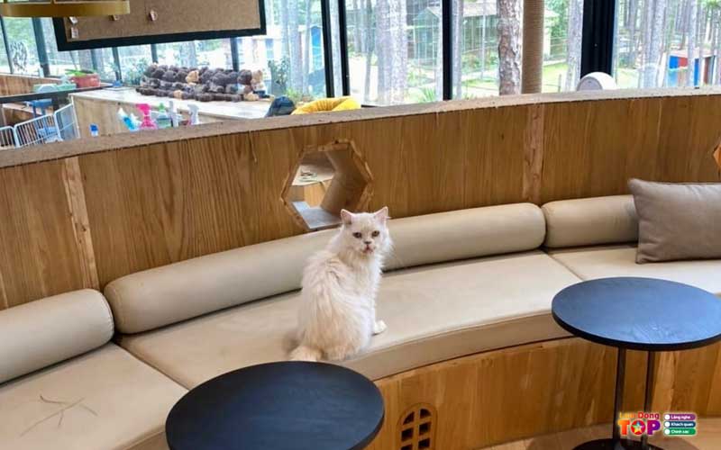 Pawsome-haven-da-lat-2