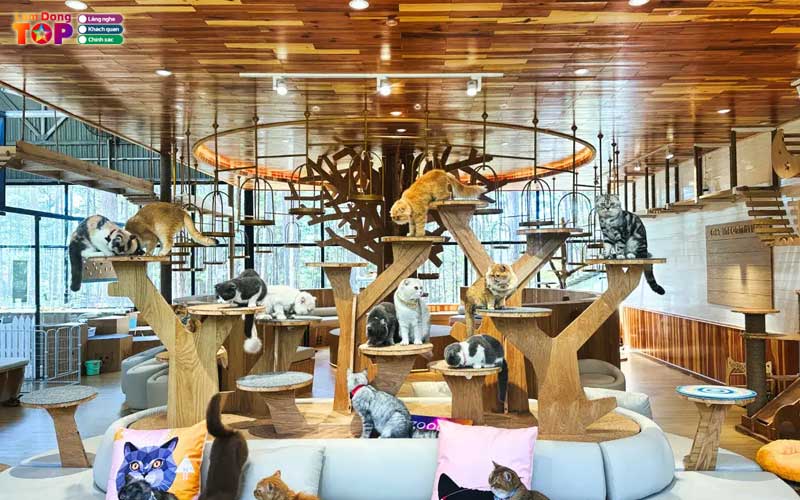 Pawsome-haven-da-lat-3