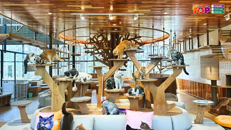Pawsome-haven-da-lat-lamdongtoplist