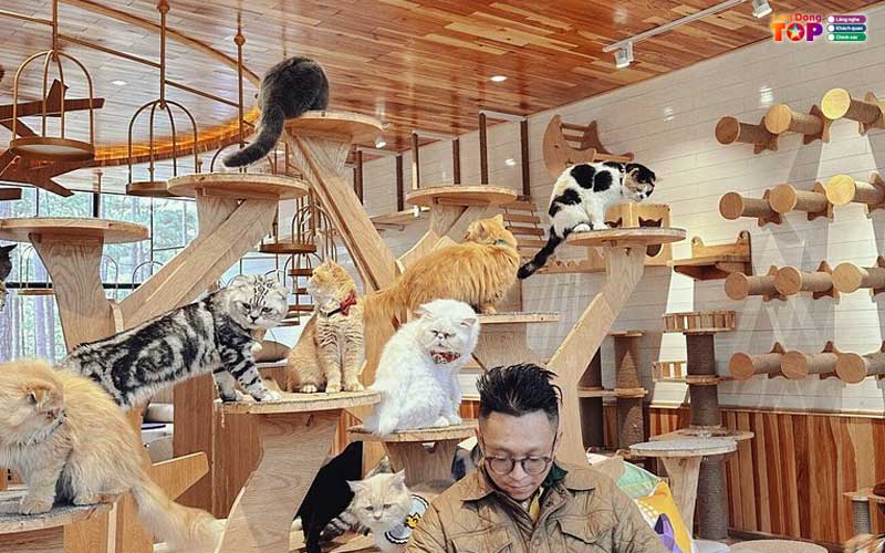 Pawsome-haven-da-lat