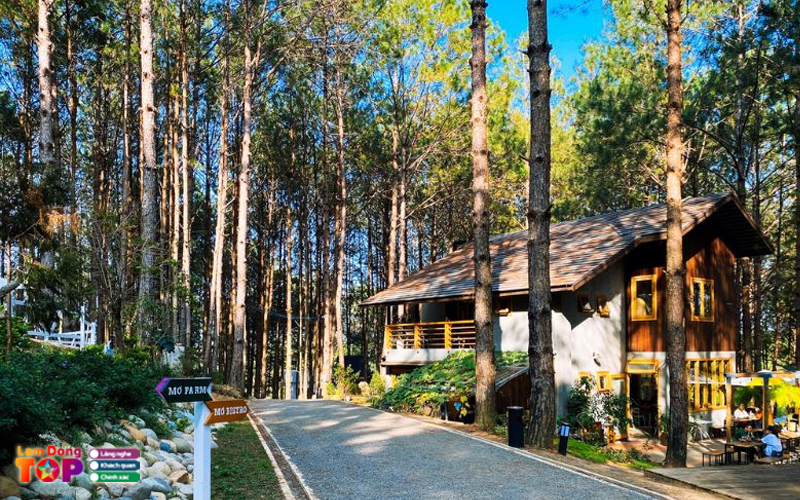 Rung-thong-mo-farm-bistro-lamdongtoplist-1