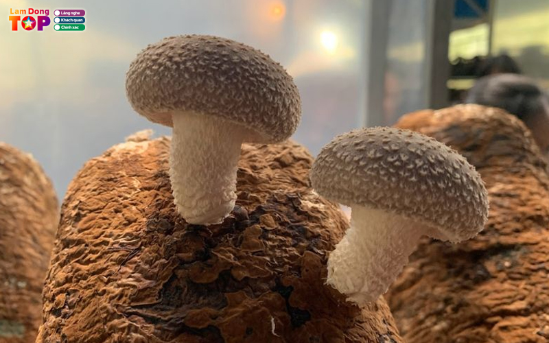 Trai-nghiem-tai-lang-nam-da-lat-diem-den-xanh-giua-pho-hoa-3