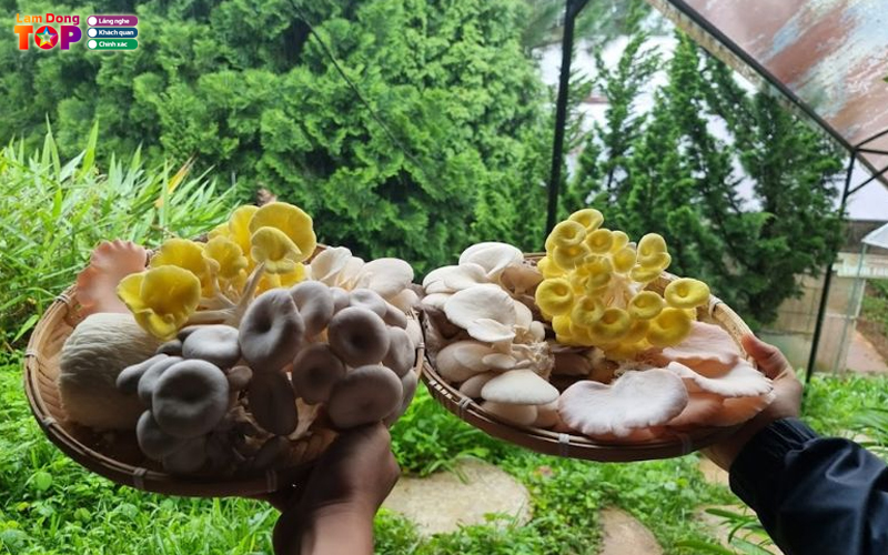 Trai-nghiem-tai-lang-nam-da-lat-diem-den-xanh-giua-pho-hoa-4