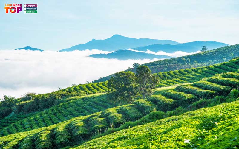 Doi-che-tam-chau-bao-loc-1