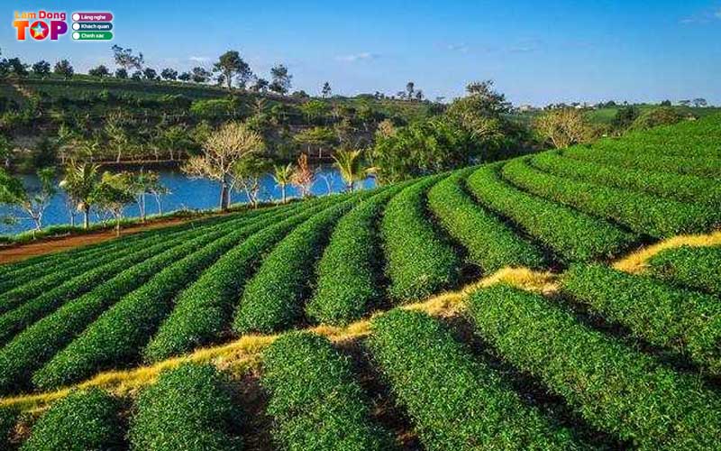 Doi-che-tam-chau-bao-loc-2