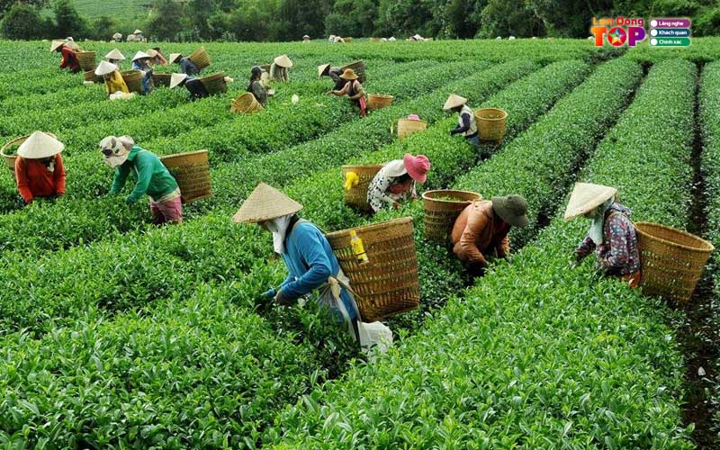 Doi-che-tam-chau-bao-loc-3