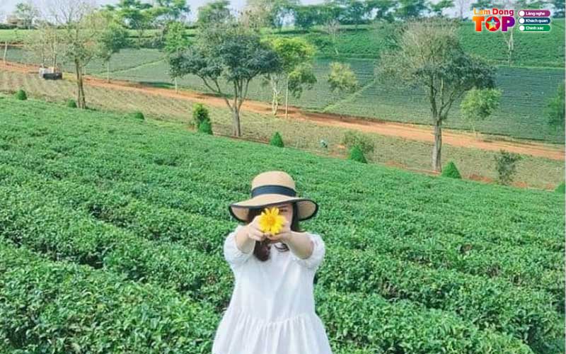 Doi-che-tam-chau-bao-loc-4