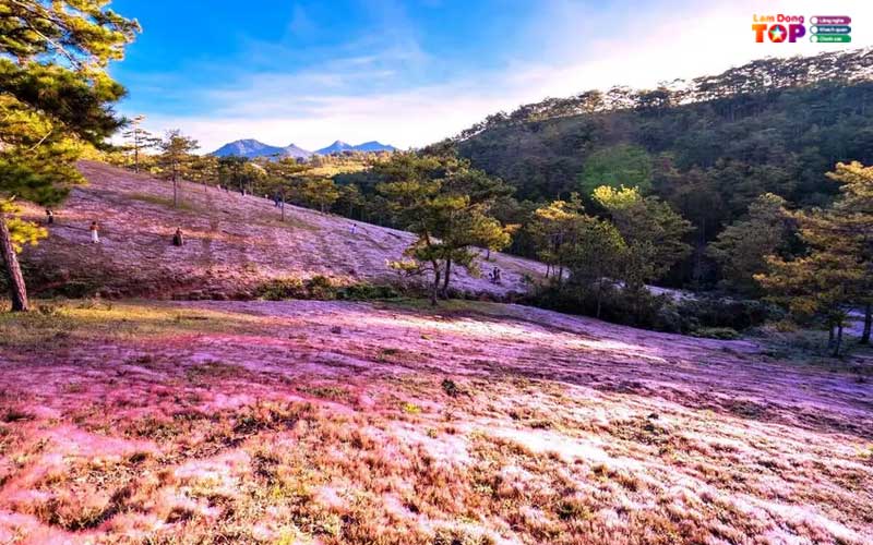 Doi-co-masara-lam-dong-5