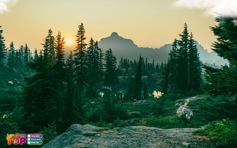 Rung-thong-nui-voi-da-lat-2