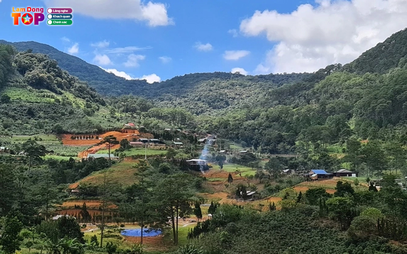 Rung-thong-nui-voi-da-lat-3