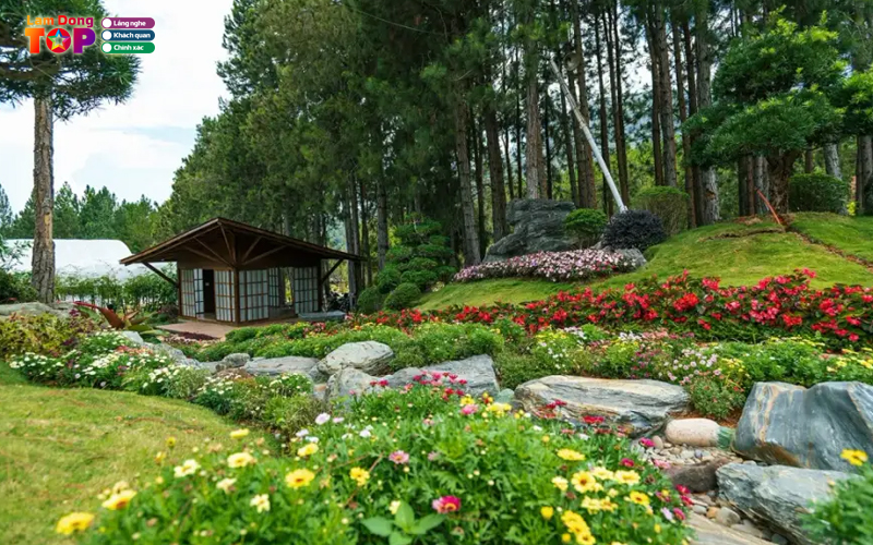 Rung-thong-nui-voi-da-lat-4