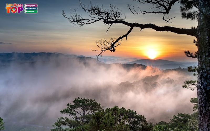 Rung-thong-nui-voi-da-lat-5