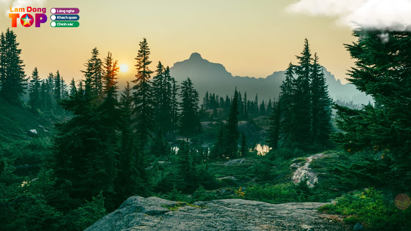 Rung-thong-nui-voi-da-lat