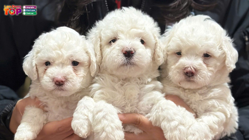 Ban-cho-canh-lam-dong