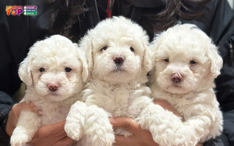 Hoang-thuong-petshop-lamdongtoplist