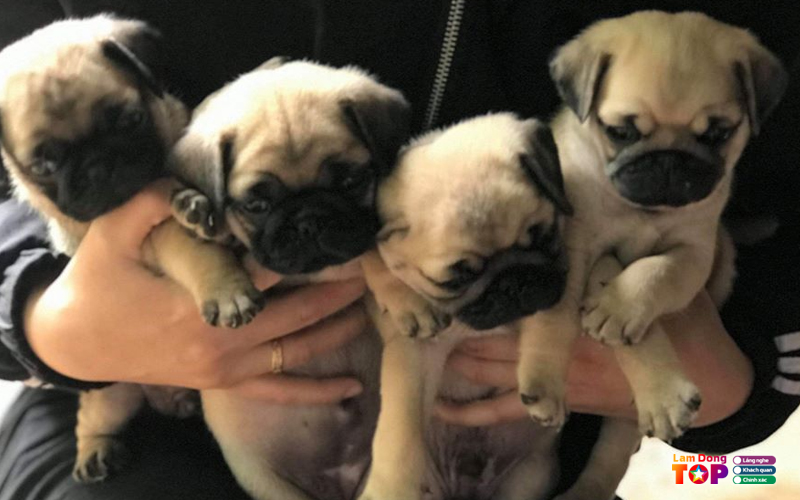 Pet-shop-49-lamdongtoplist