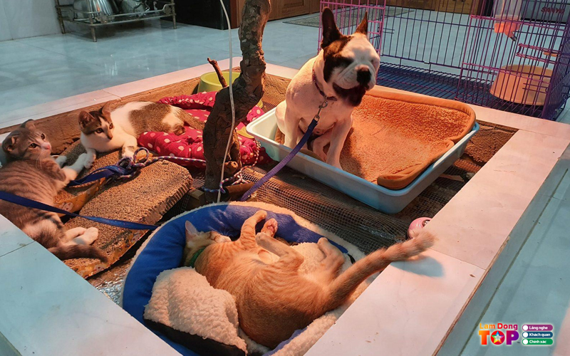 Trai-cho-canh-tai-le-lamdongtoplist